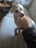 Chewy, a male Chihuahua for sale in Hanover Park, IL – Photo 1 of 2