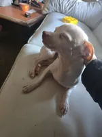 Chewy, a male Chihuahua for sale in Hanover Park, IL – Photo 2 of 2