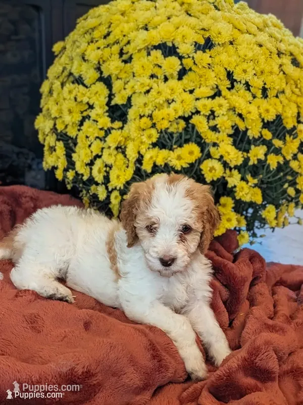 Honey – Bernedoodle puppy for sale in Lake Ann, MI