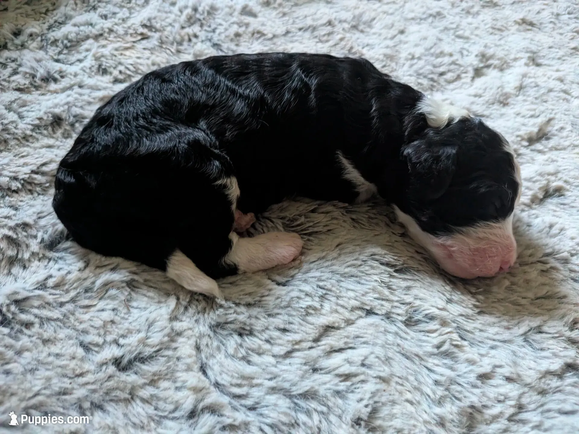 Basil, a female Bernedoodle for sale in Lake Ann, MI – 5 of 6