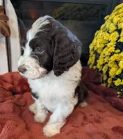 Nutmeg, a female Bernedoodle for sale in Lake Ann, MI – 2 of 9
