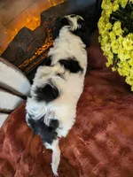 Saffron, a male Bernedoodle for sale in Lake Ann, MI – 3 of 5