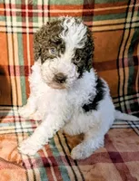Clove, a male Bernedoodle for sale in Lake Ann, MI – 4 of 6