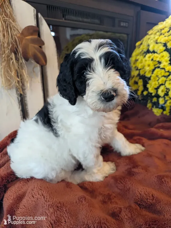 Saffron – Bernedoodle puppy for sale in Lake Ann, MI