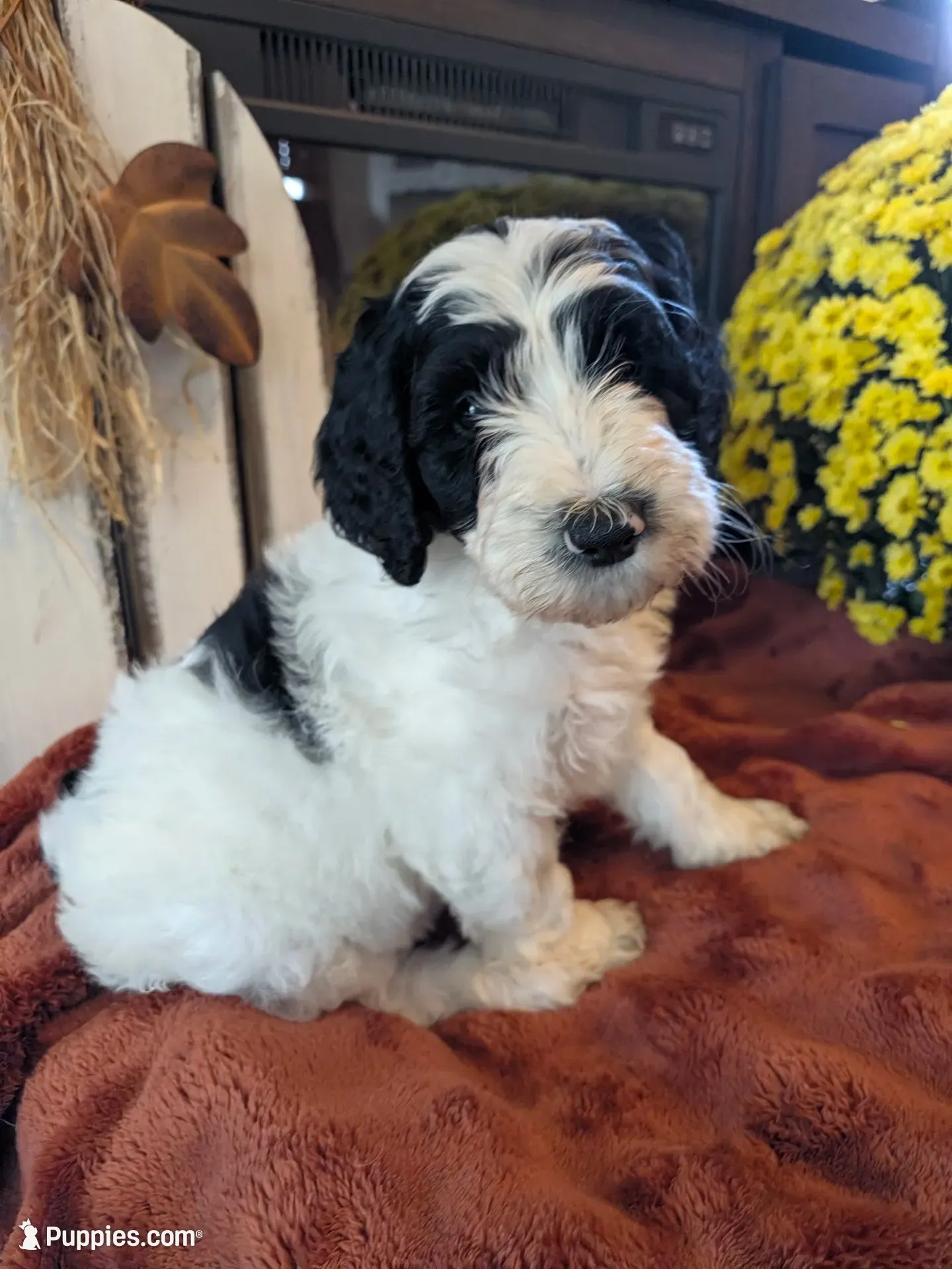 Saffron, a male Bernedoodle for sale in Lake Ann, MI – 1 of 5
