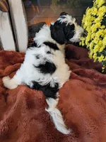 Saffron, a male Bernedoodle for sale in Lake Ann, MI – 4 of 5