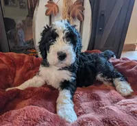 Basil, a female Bernedoodle for sale in Lake Ann, MI – 1 of 6