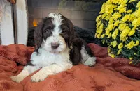 Nutmeg, a female Bernedoodle for sale in Lake Ann, MI – 5 of 9