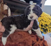 Nutmeg, a female Bernedoodle for sale in Lake Ann, MI – 4 of 9
