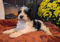 Sage, a male Bernedoodle for sale in Lake Ann, MI – 2 of 4