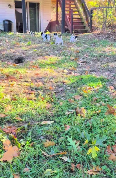 Basil, a female Bernedoodle for sale in Lake Ann, MI – 6 of 6