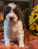 Clove, a male Bernedoodle for sale in Lake Ann, MI – 2 of 6