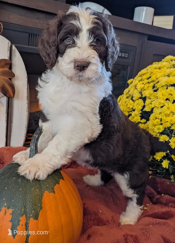 Nutmeg – Bernedoodle puppy for sale in Lake Ann, MI