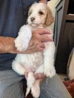Ginger, a female Bernedoodle for sale in Lake Ann, MI – 4 of 4