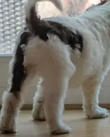 Lavendar, a male Bernedoodle for sale in Lake Ann, MI – 4 of 4