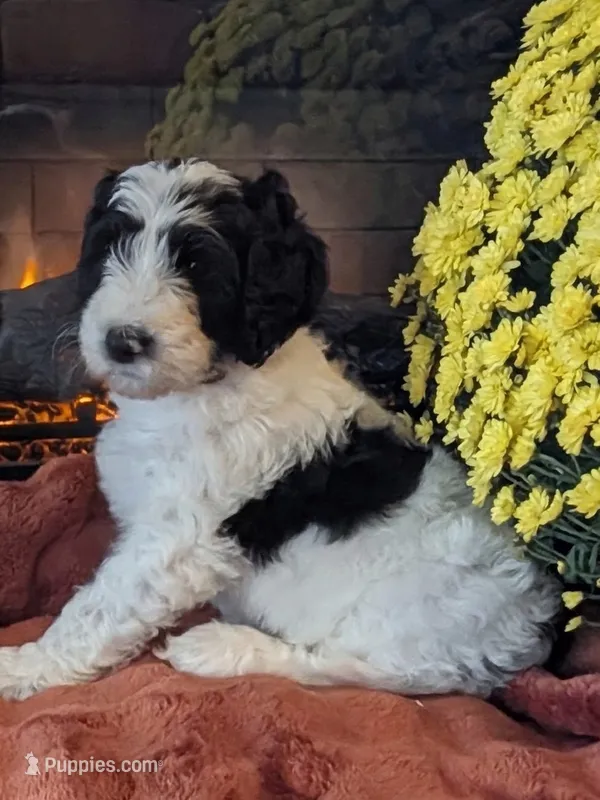 Mace – Bernedoodle puppy for sale in Lake Ann, MI