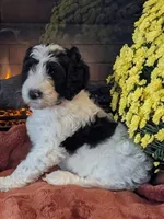 Mace, a male Bernedoodle for sale in Lake Ann, MI – 1 of 7