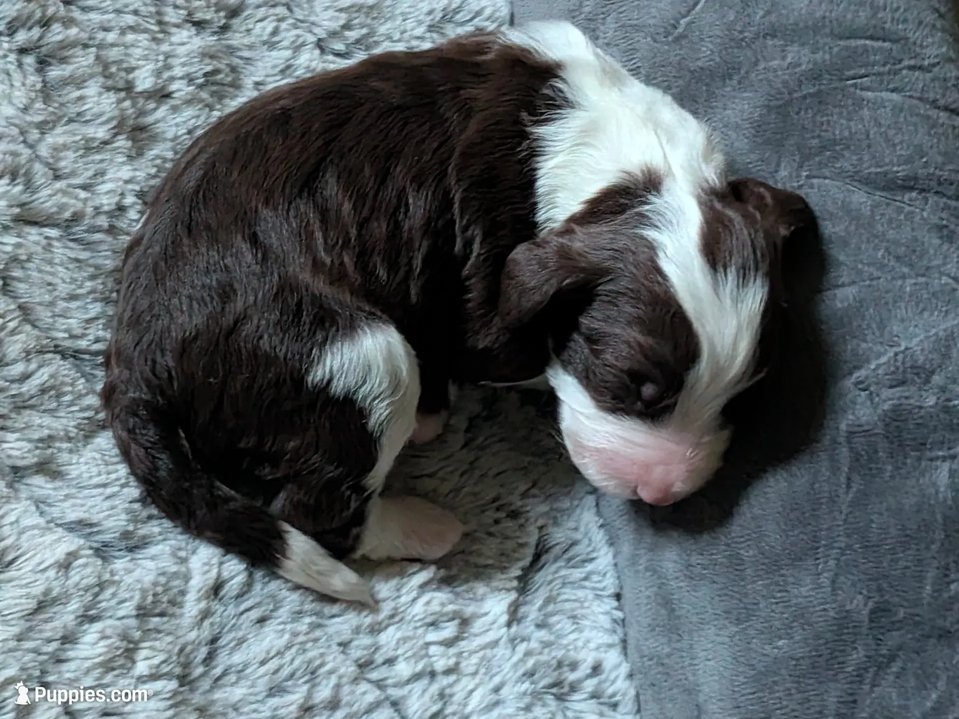 Nutmeg, a female Bernedoodle for sale in Lake Ann, MI – 6 of 9