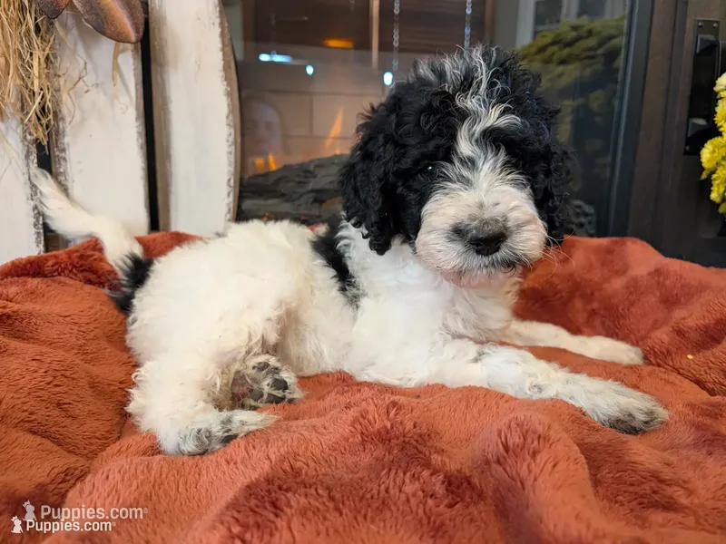 Licorice – Bernedoodle puppy for sale in Lake Ann, MI