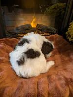 Clove, a male Bernedoodle for sale in Lake Ann, MI – 6 of 6