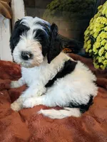 Saffron, a male Bernedoodle for sale in Lake Ann, MI – 2 of 5