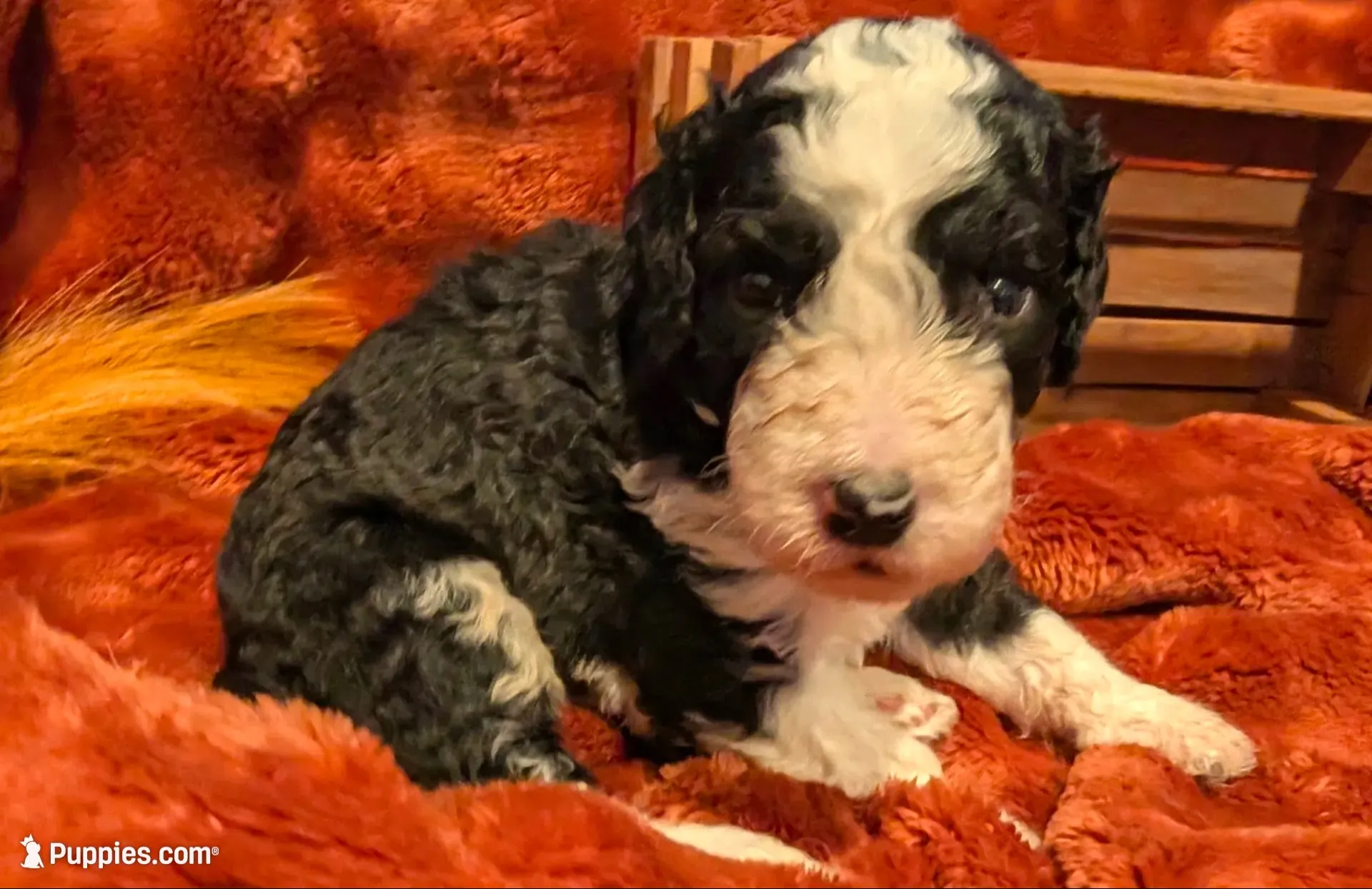 Basil, a female Bernedoodle for sale in Lake Ann, MI – 4 of 6