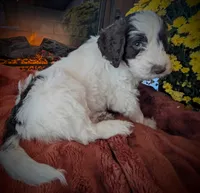 Lavendar, a male Bernedoodle for sale in Lake Ann, MI – 3 of 4