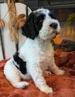 Mace, a male Bernedoodle for sale in Lake Ann, MI – 5 of 7