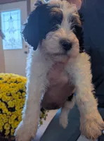 Nutmeg, a female Bernedoodle for sale in Lake Ann, MI – 3 of 9