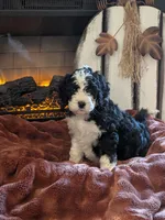 Basil, a female Bernedoodle for sale in Lake Ann, MI – 2 of 6