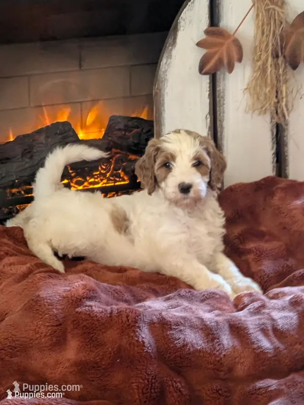 Ginger – Bernedoodle puppy for sale in Lake Ann, MI