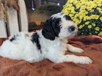 Saffron, a male Bernedoodle for sale in Lake Ann, MI – 5 of 5