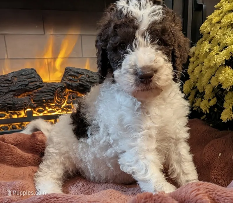 Clove – Bernedoodle puppy for sale in Lake Ann, MI