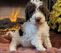 Clove, a male Bernedoodle for sale in Lake Ann, MI – 1 of 6