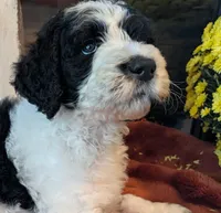 Mace, a male Bernedoodle for sale in Lake Ann, MI – 2 of 7