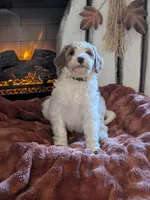 Ginger, a female Bernedoodle for sale in Lake Ann, MI – 3 of 4