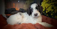 Lavendar, a male Bernedoodle for sale in Lake Ann, MI – 2 of 4
