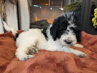 Licorice, a female Bernedoodle for sale in Lake Ann, MI – 2 of 4