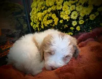 Honey, a female Bernedoodle for sale in Lake Ann, MI – 3 of 4
