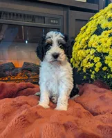 Sage, a male Bernedoodle for sale in Lake Ann, MI – 3 of 4