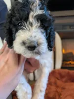Licorice, a female Bernedoodle for sale in Lake Ann, MI – 4 of 4