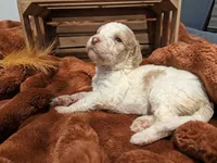 Honey, a female Bernedoodle for sale in Lake Ann, MI – 2 of 4