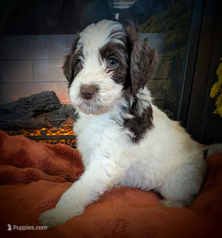 Lavendar – Bernedoodle puppy for sale in Lake Ann, MI