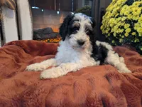 Sage, a male Bernedoodle for sale in Lake Ann, MI – 4 of 4
