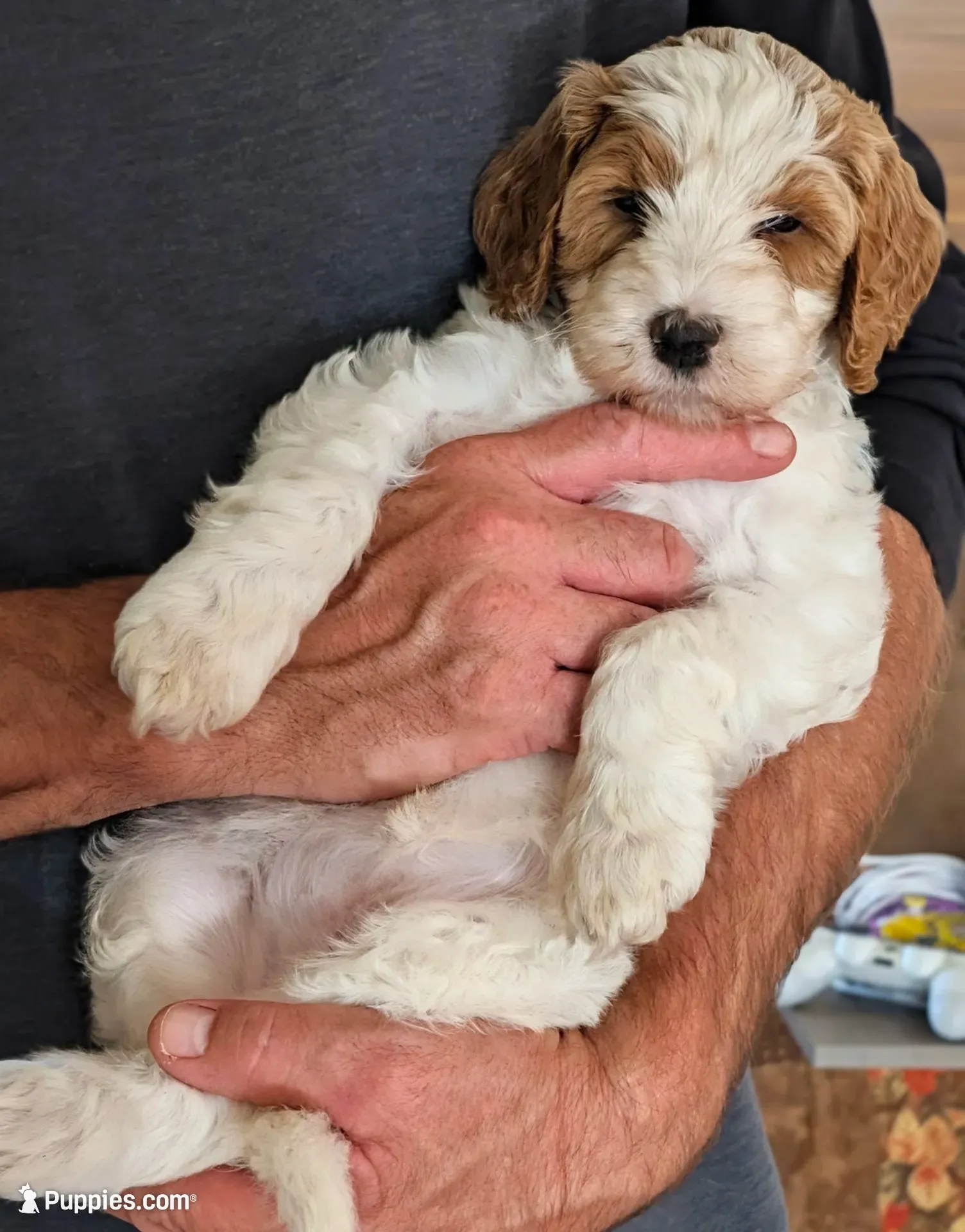 Ginger, a female Bernedoodle for sale in Lake Ann, MI – 2 of 4