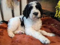 Mace, a male Bernedoodle for sale in Lake Ann, MI – 4 of 7