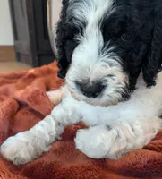 Mace, a male Bernedoodle for sale in Lake Ann, MI – 6 of 7