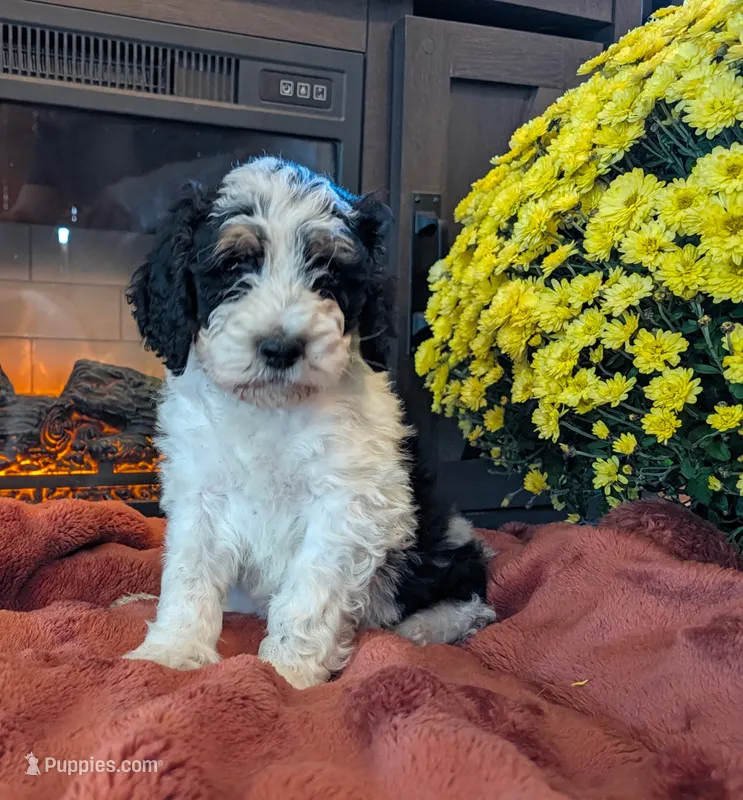 Sage – Bernedoodle puppy for sale in Lake Ann, MI
