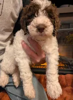 Clove, a male Bernedoodle for sale in Lake Ann, MI – 5 of 6