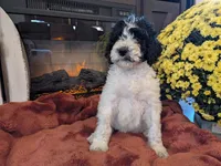 Licorice, a female Bernedoodle for sale in Lake Ann, MI – 3 of 4